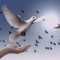 dove.jpg