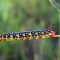 caterpillar1280.jpg