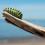 caterpillar.jpg