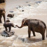 elephants-river.jpg