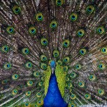 peacock.jpg